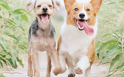 Kebutuhan grooming hewan CANTIK77
