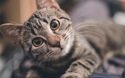 Kebutuhan premium pet care CANTIK77